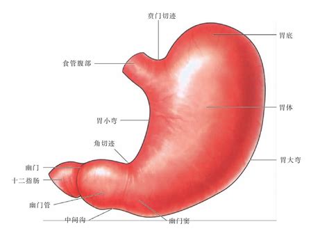 胃 位置|胃部解剖图详细图